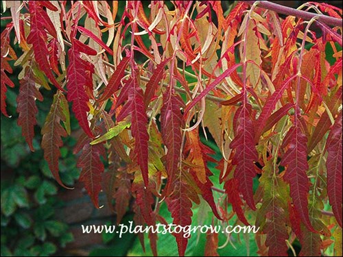 brilliant fall color